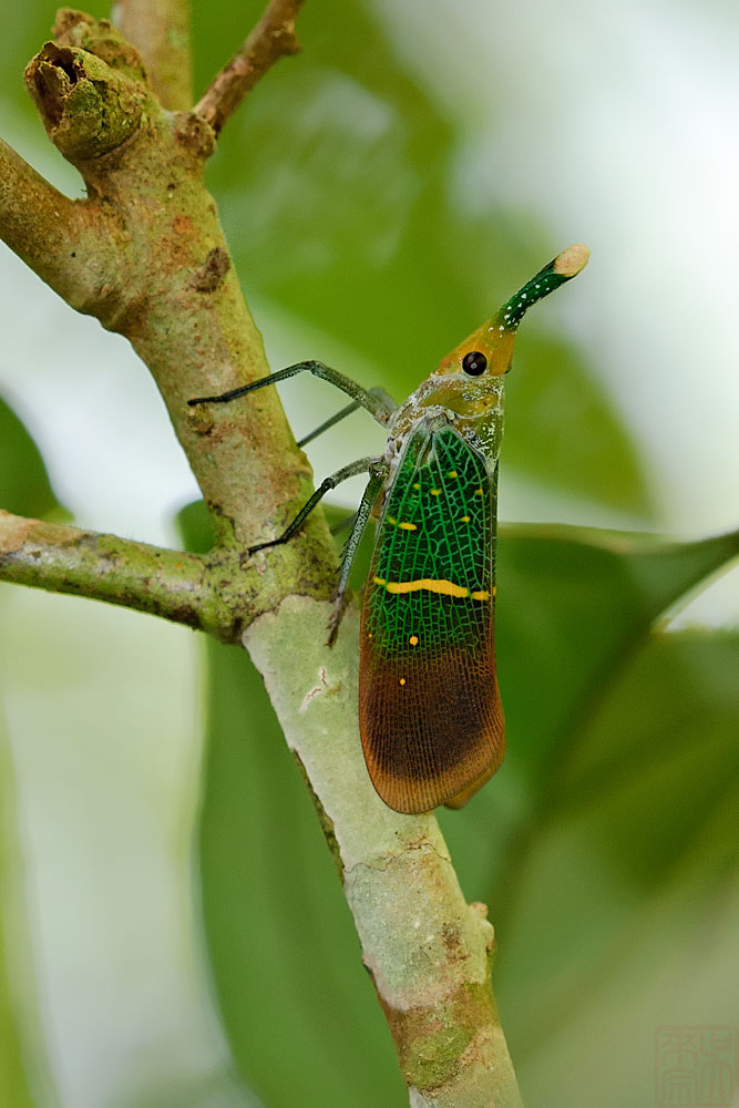 Pyrops transversolineatus