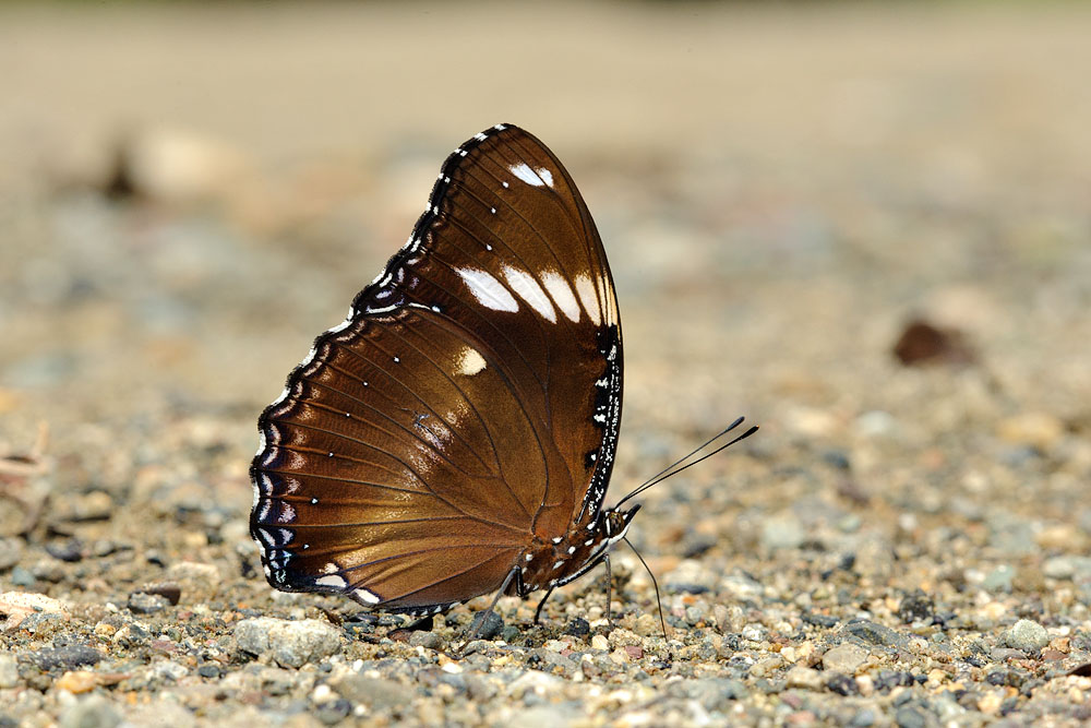 Hypolimnas bolina ? ssp. labuana