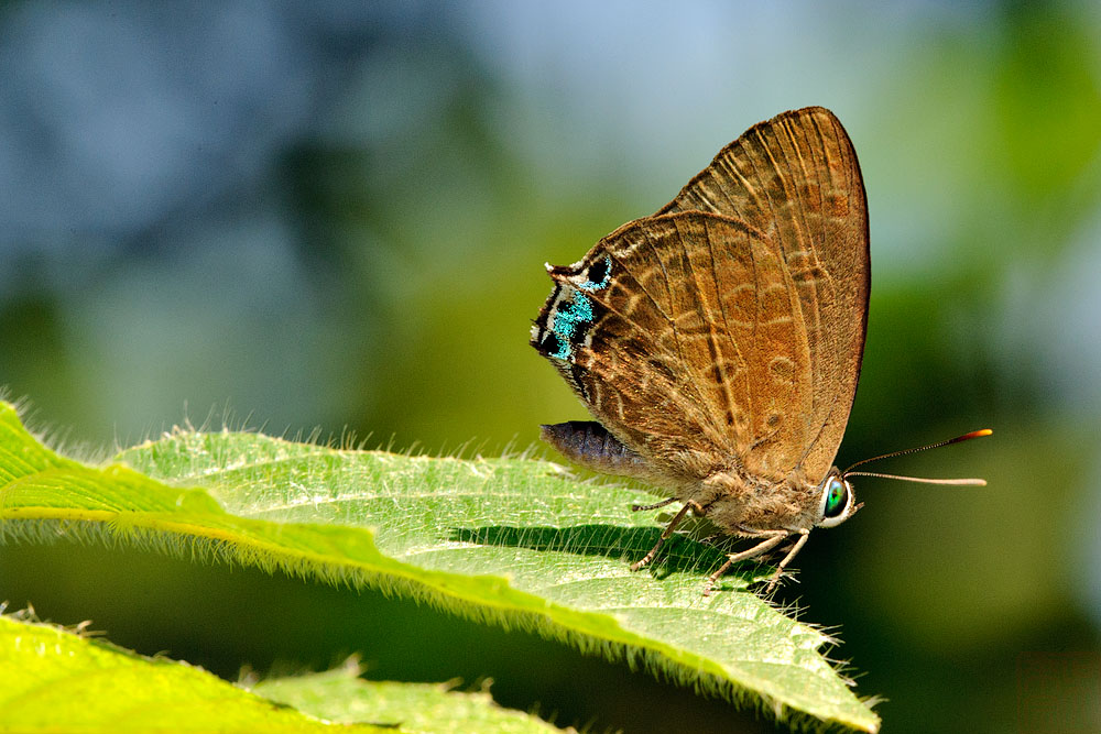 Arhopala borneensis  (TBC)