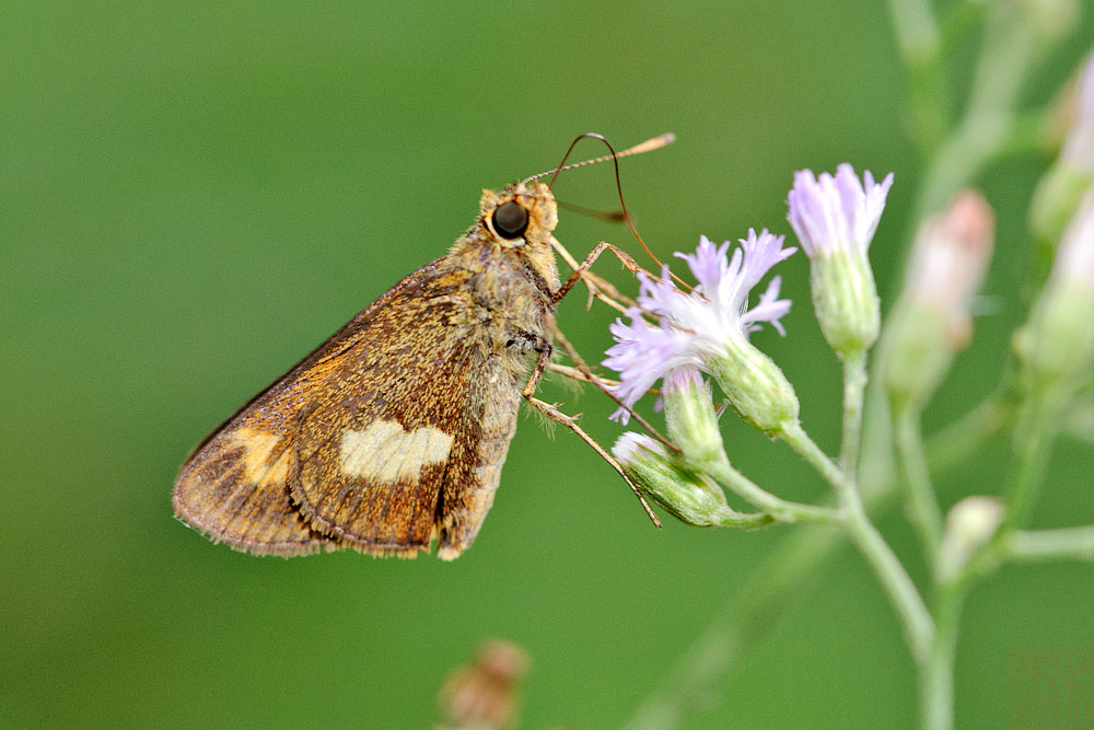 Oriens paragola -  female