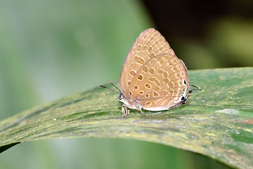 Arhopala aedias - male