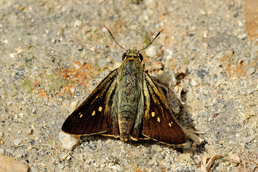 Pithauria stramneipennis