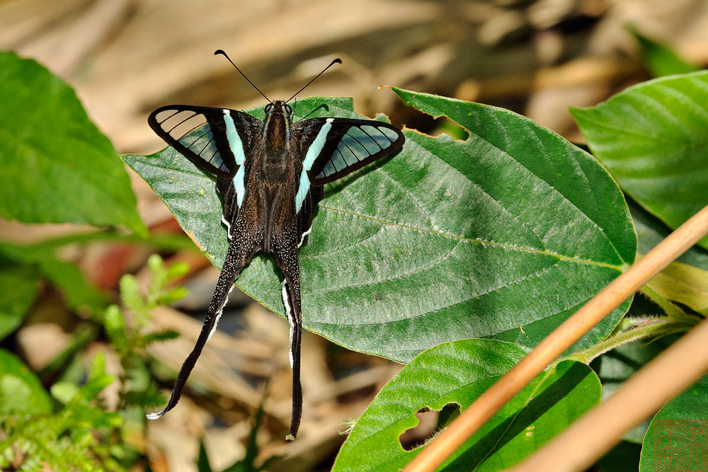 Lamproptera meges virescens(Green Dragontail)