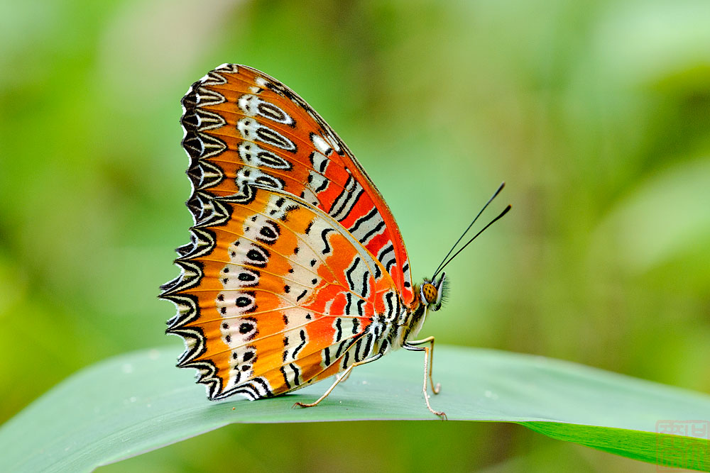 Cethosia biblis biblis (The Red Lacewing)