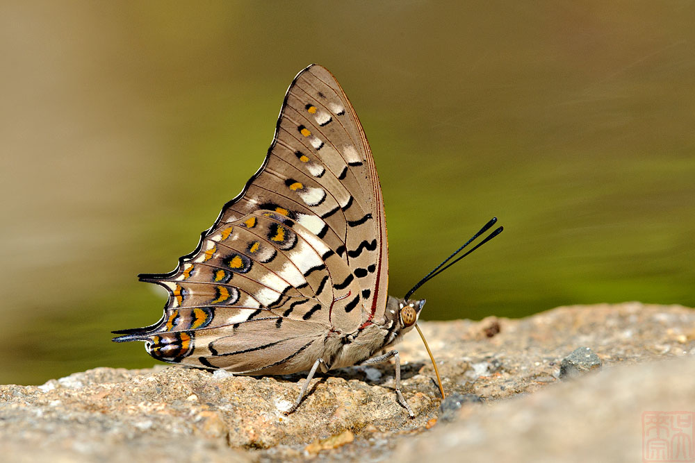 Charaxes solon sulphureus (The Black Rajah)