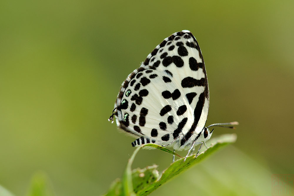Castalius rosimon rosimon (Common Pierrot)