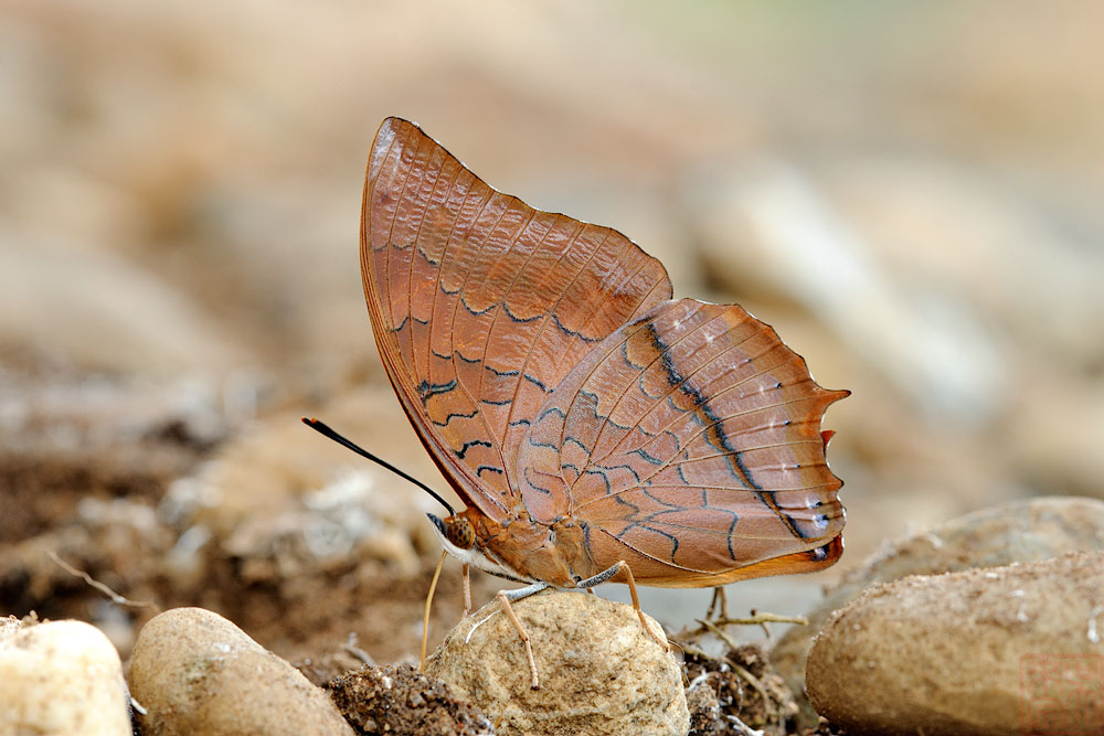Charaxes aristogiton aristogiton (The Scarce Tawny Rajah)