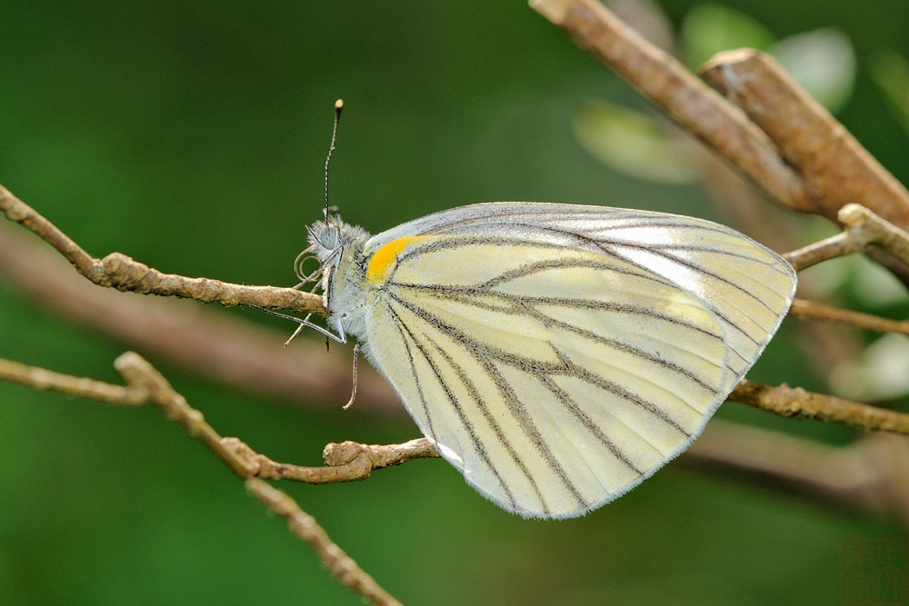 Artogeia napi (The Green-veined White)