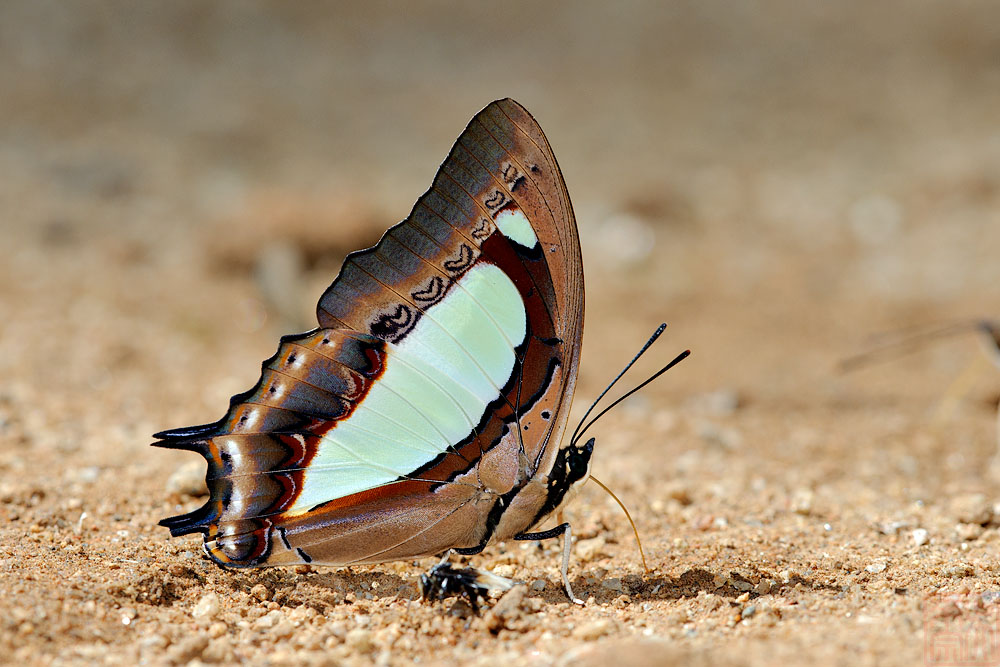 Polyura arja arja (The Pallid Nawab)