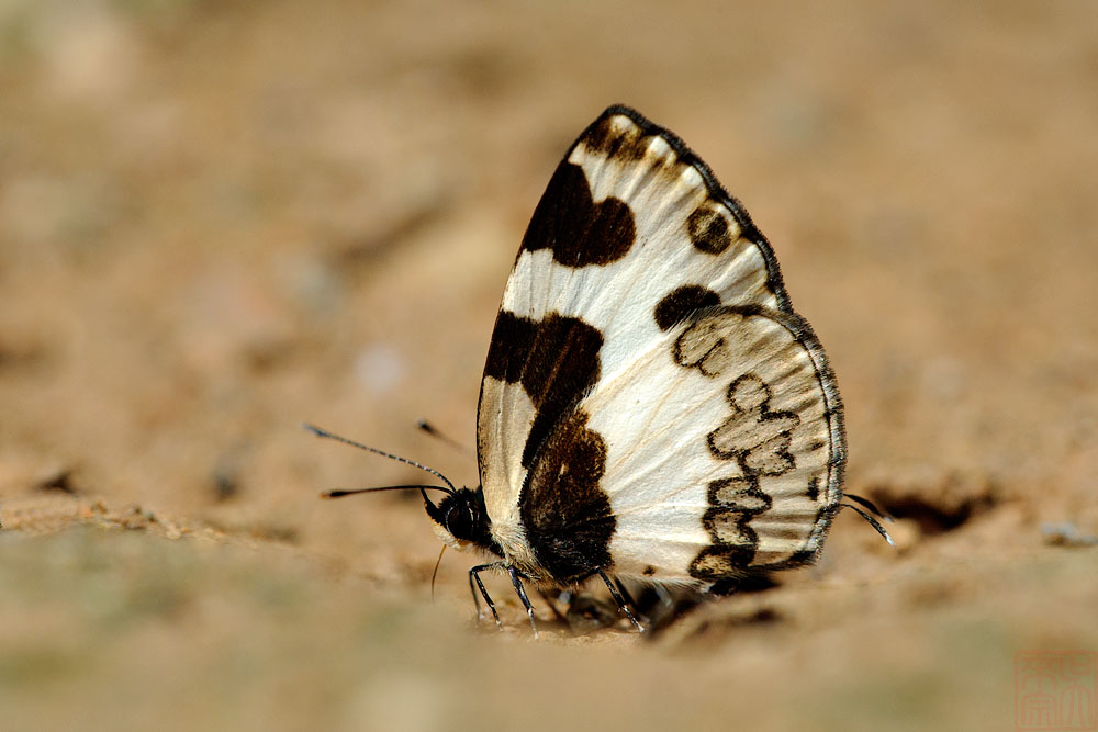 Caleta elna noliteia (The Elbowed Pierrot)
