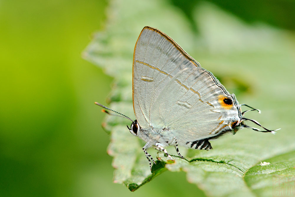 Hypolycaena erylus himavantus (The Common Tit)