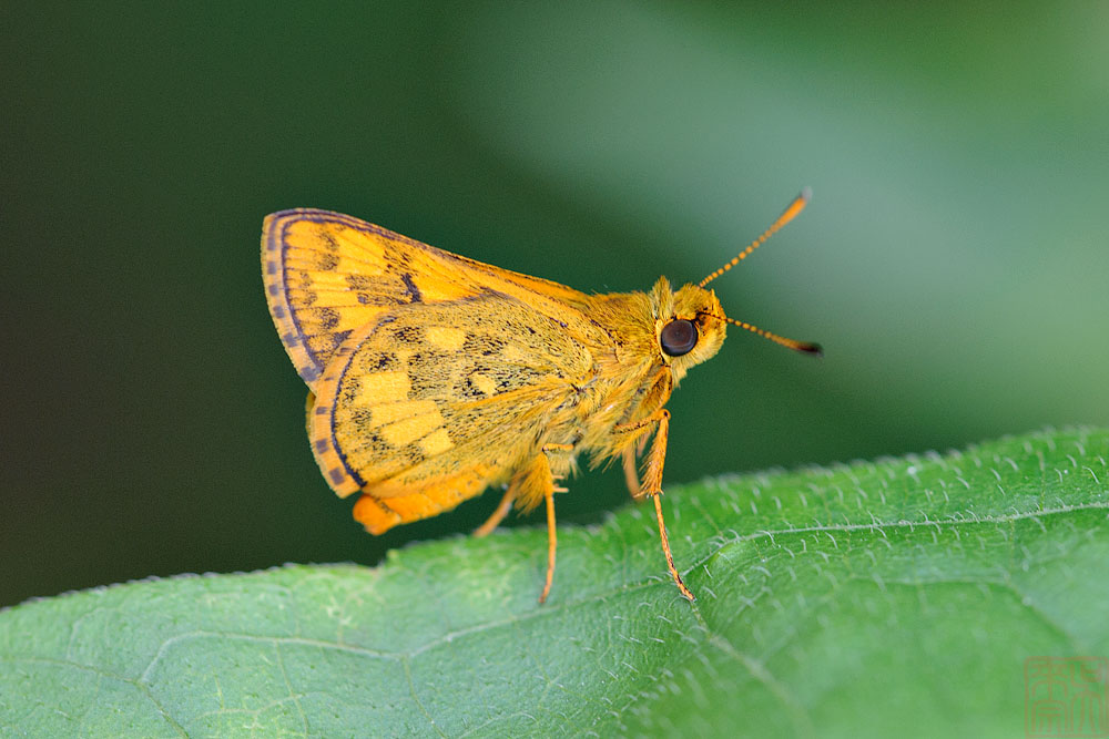 Potanthus ganda 