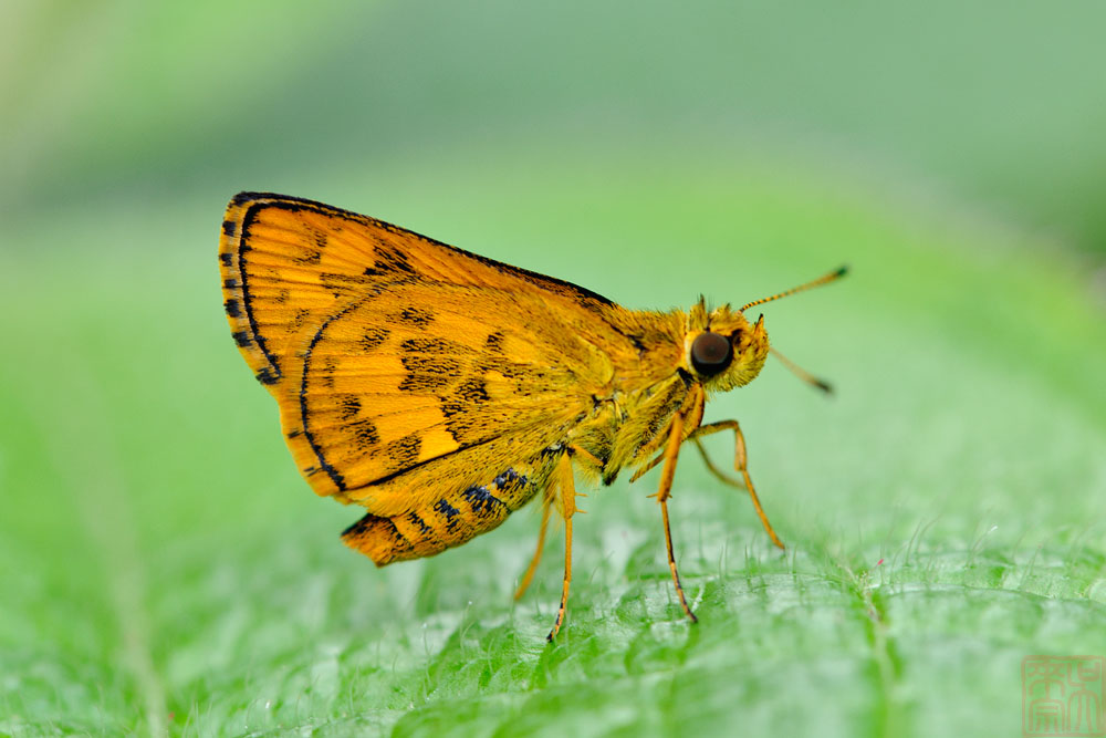 Potanthus ganda 