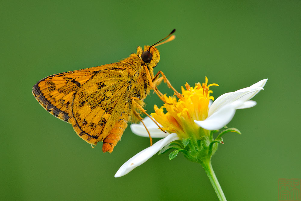 Potanthus ganda - male