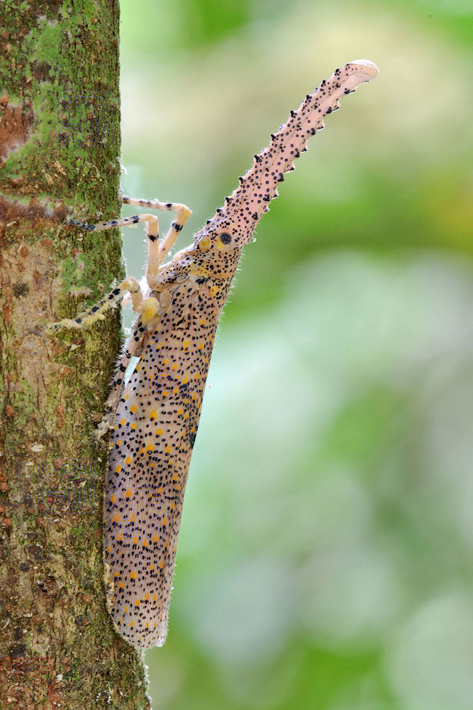 Zanna terminalis