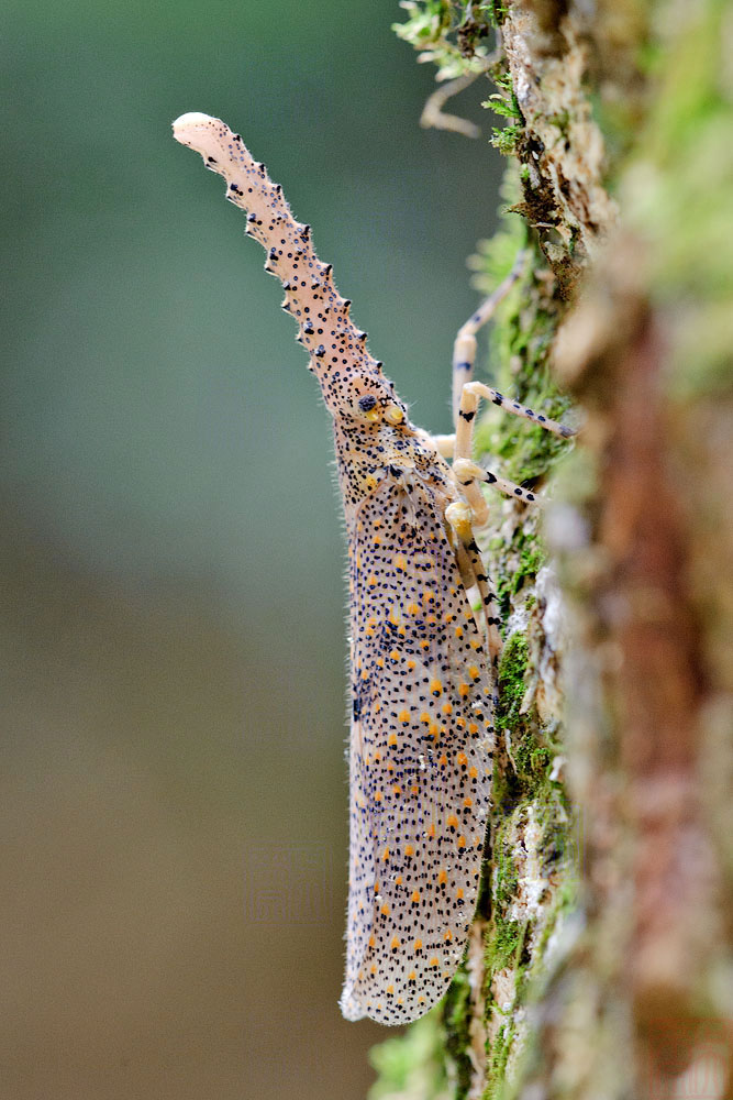 Zanna terminalis
