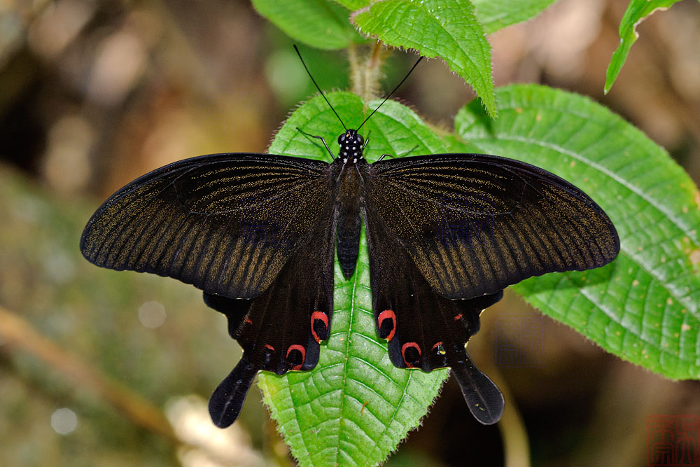 Papilio helenus helenus (The Red Helen)