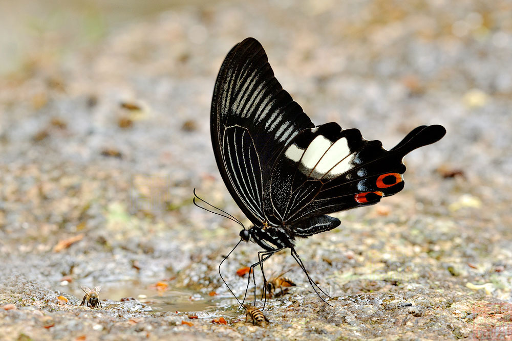 Papilio iswara iswara (The Great Helen)