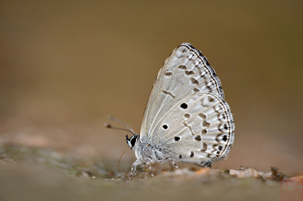 Celatoxia lavendularis isabellae (The Plain Hedge Blue)