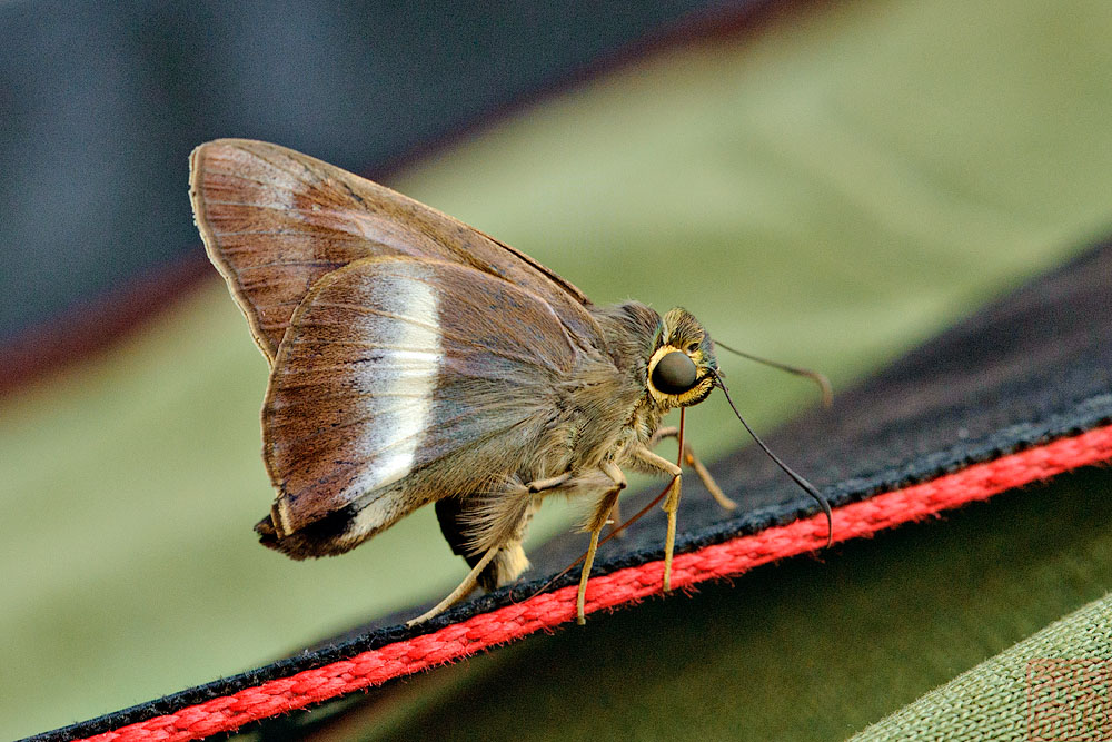 Harsora proxissima siamica (The Siamese Awl)