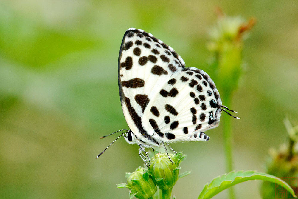 Castalius rosimon rosimon (Common Pierrot)