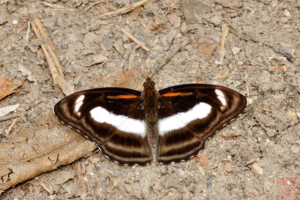 Athyma zeroca galaesus (The Small Sergeant)