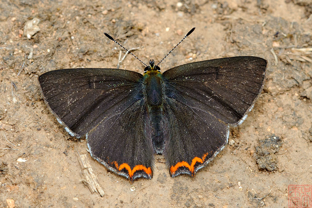 Heliophorus evanta  (The Dusky Sapphire)