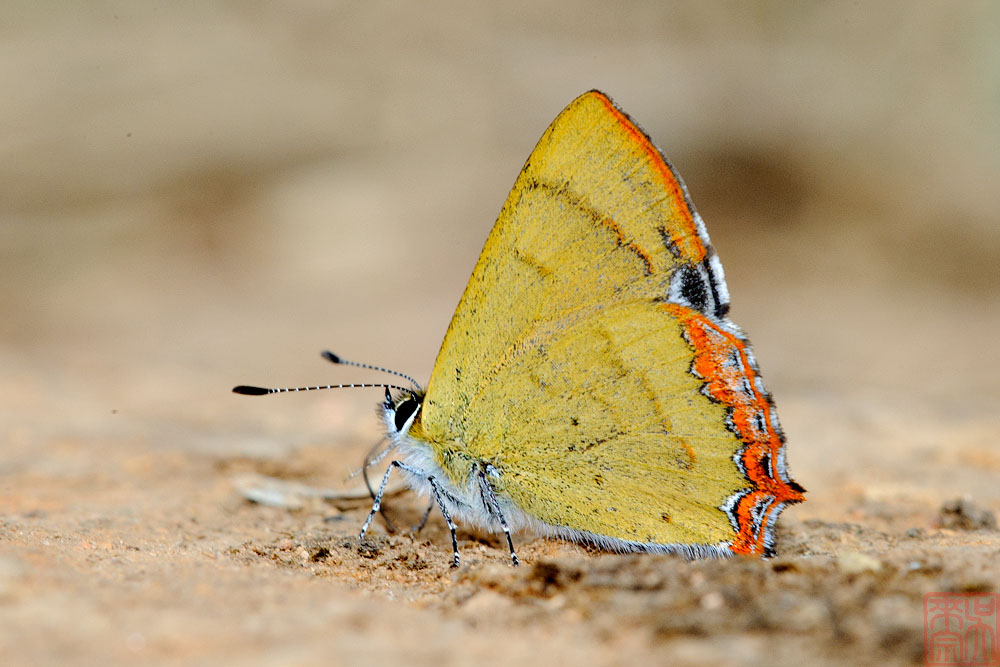 Heliophorus evanta  (The Dusky Sapphire)