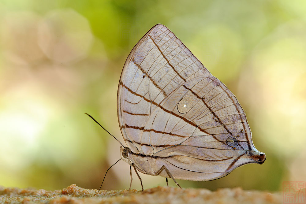 Amathuxidia amythaon dilucida (Koh-I-Noor)