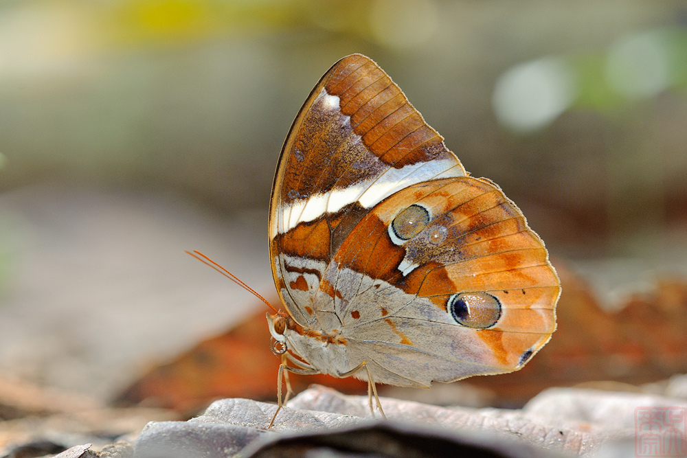 Thauria aliris pseudaliris (The Tufted Jungleking)