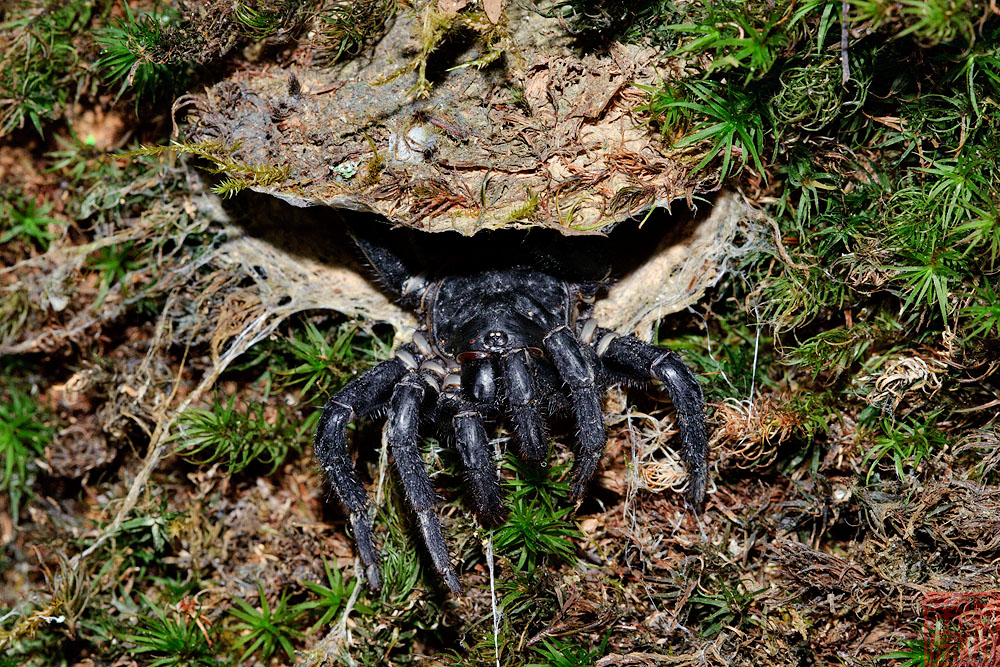 Liphistius malayanus