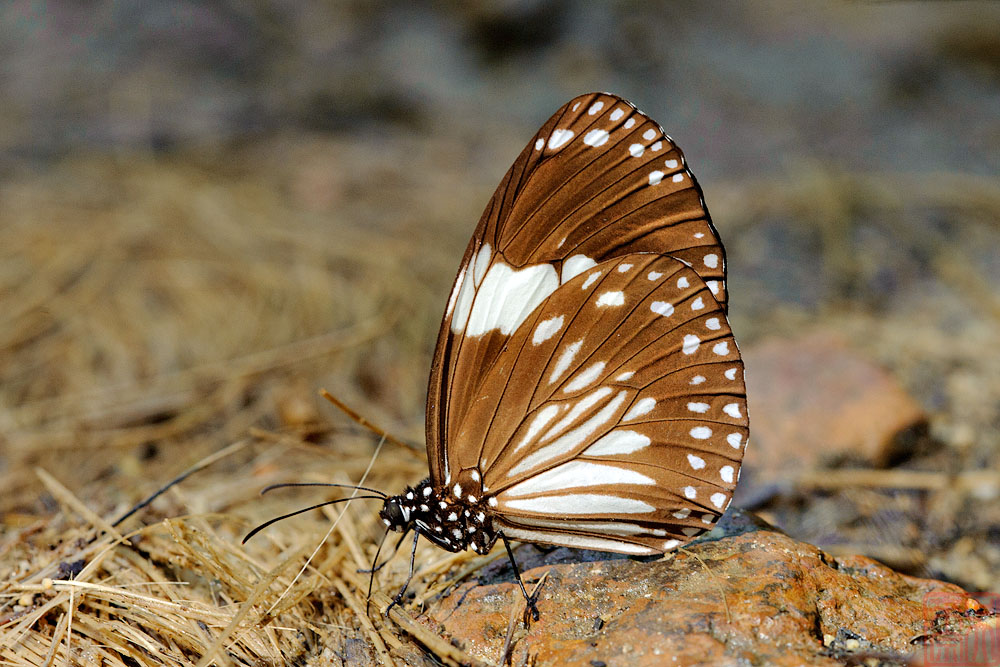 Euploea radamanthus radamanthus (Magpie Crow)