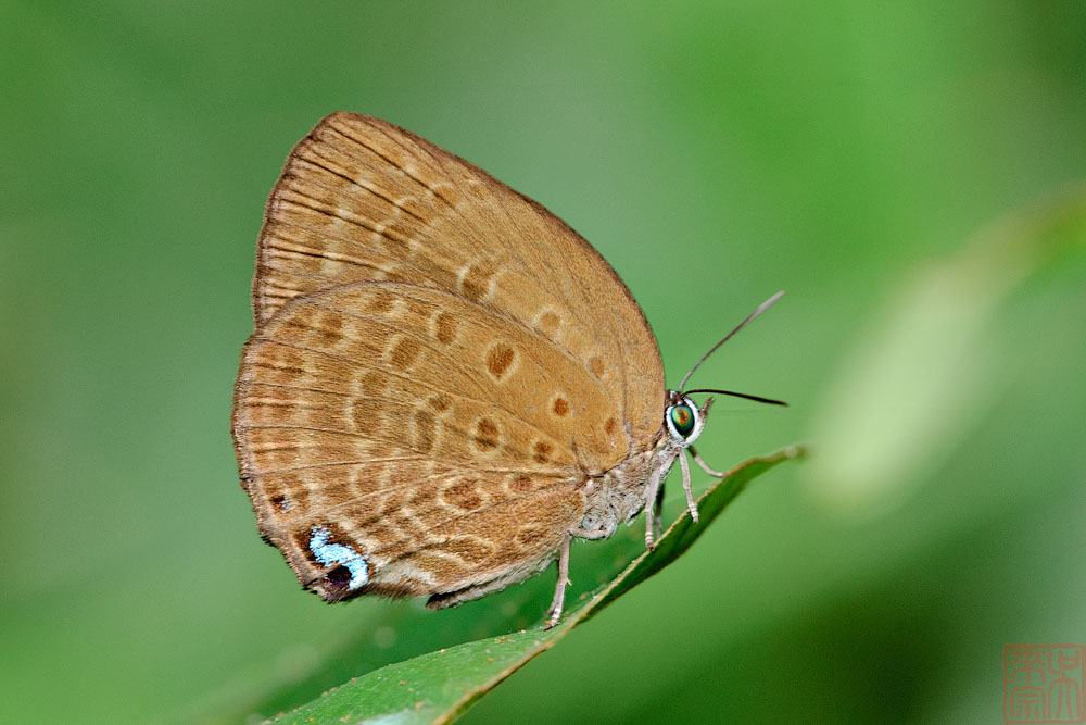 Arhopala major major