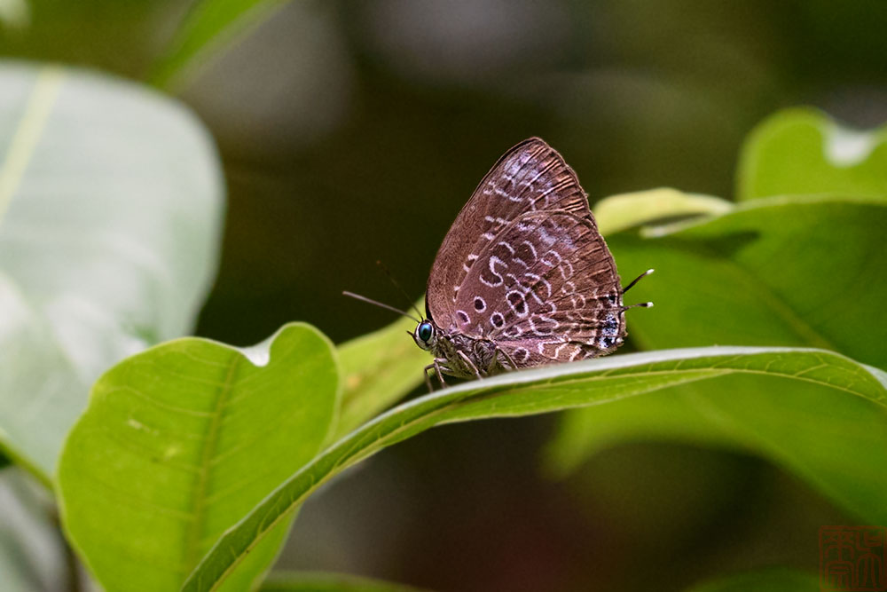 Arhopala myrzala conjuncta