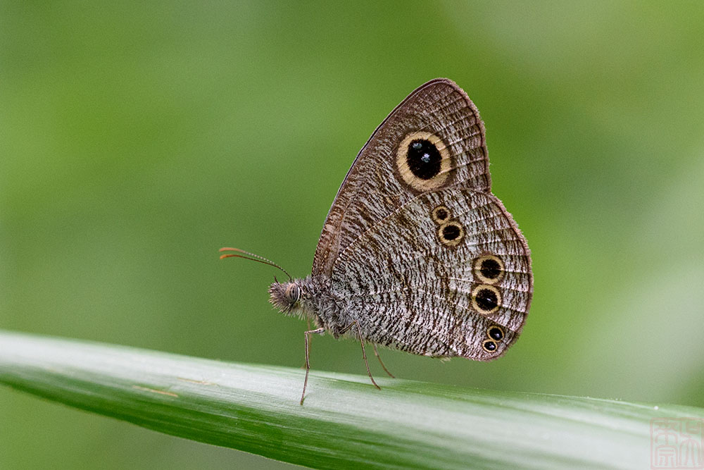 Ypthima baldus newboldi (Common Five Ring)