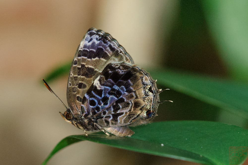 Arhopala abseus abseus