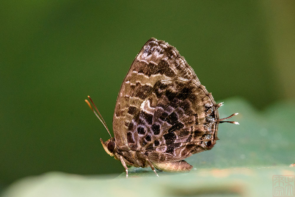 Arhopala abseus abseus