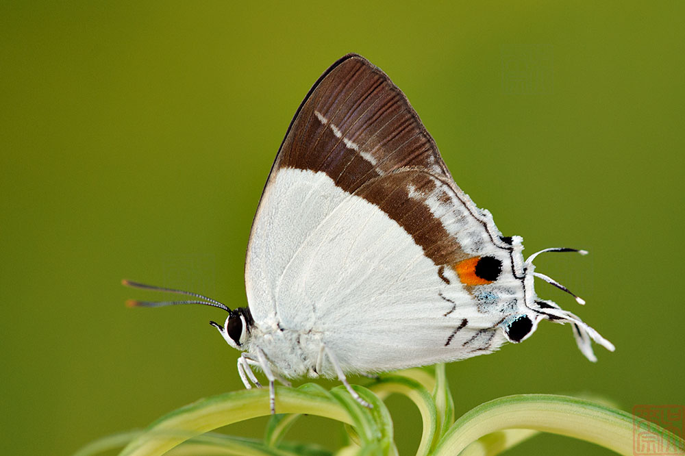 Rachana jalindra burbona (Banded Royal)