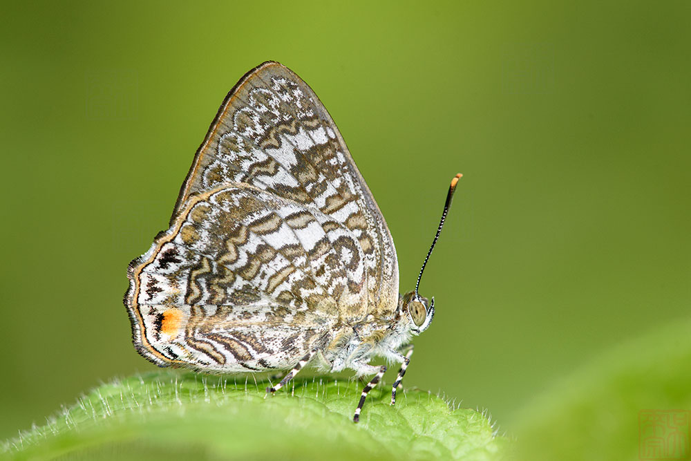 Poritia erycinoides phraatica (The Blue Gem) - male