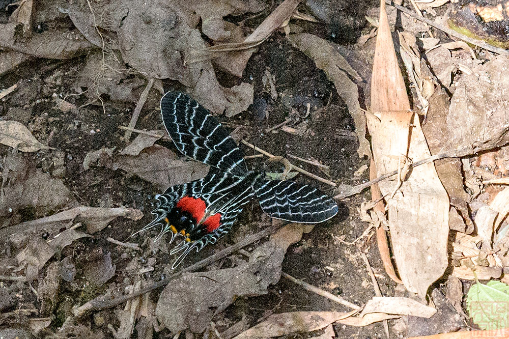 Bhutanitis lidderdalii (Bhutan Glory) (多尾鳳蝶)