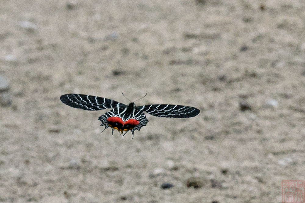Bhutanitis lidderdalii (Bhutan Glory) (多尾鳳蝶)