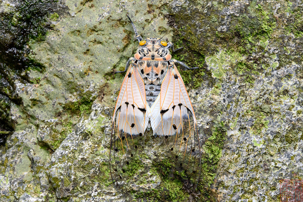 Ayuthia spectabilis (Milky Cicada)