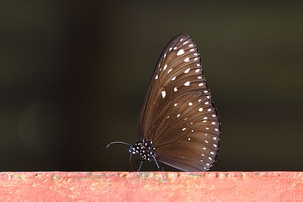 Euploea camaralzeman malayica (The Malayan Crow)