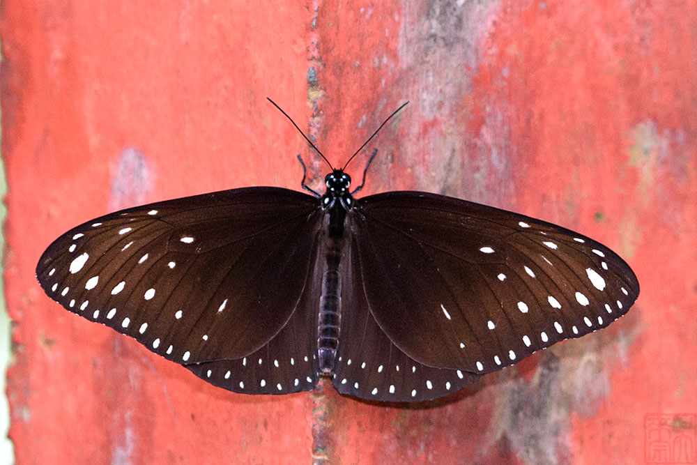 Euploea camaralzeman malayica (The Malayan Crow)