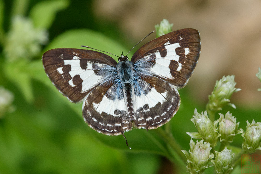 Castalius rosimon rosimon (The Common Pierrot)