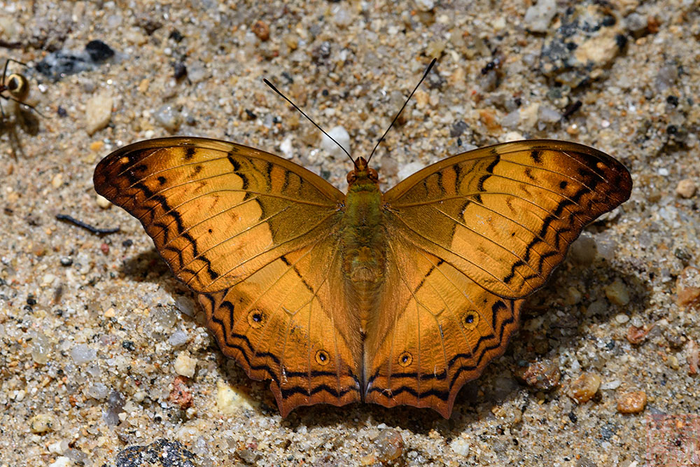 Vindula erota chersonesia (The Common Cruiser)