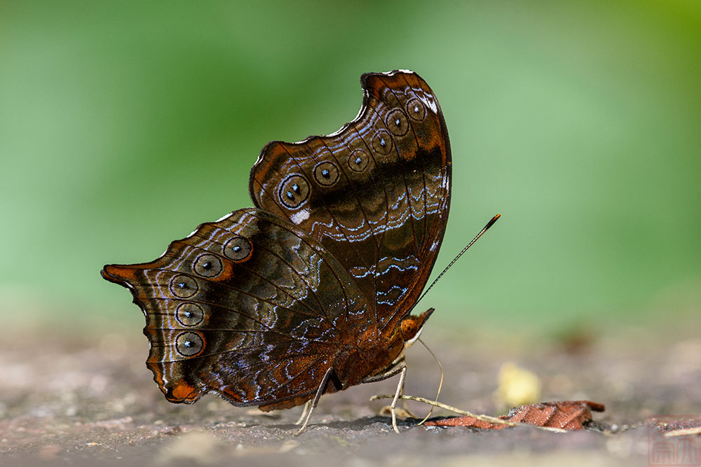 Rhinopalpa polynice eudoxia(Wizard)