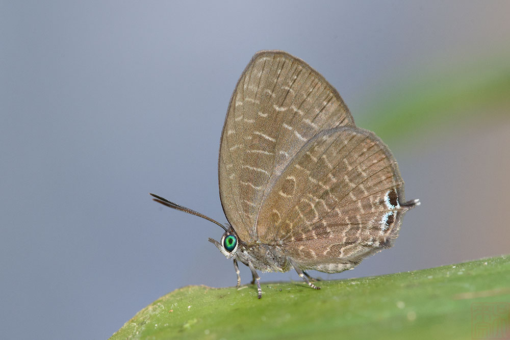 Arhopala democritus lycaenaria 