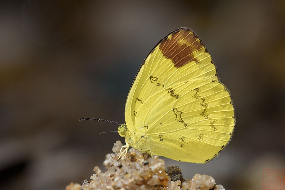 Eurema simulatrix tecmessa