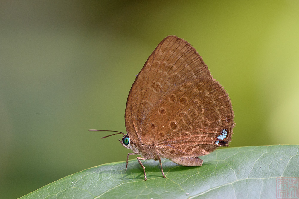 Arhopala amphimuta (TBC)_LCB3734x.jpg